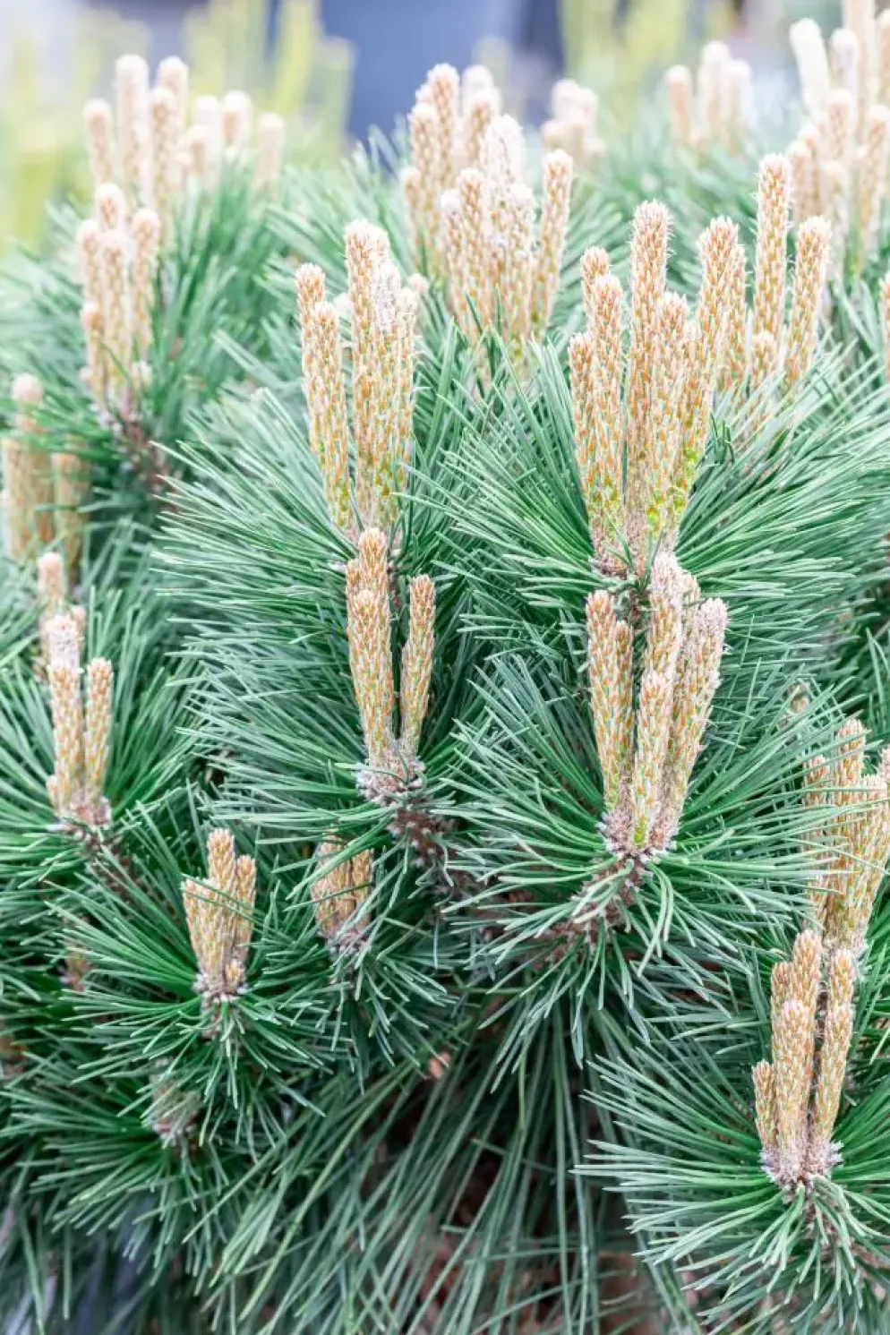 Pinus nigra 'Pierrick Brégeon' (Pijnboom 'Pierrick Brégeon')
