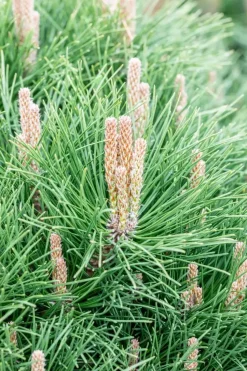 Pinus nigra 'Pierrick Brégeon' (Pijnboom 'Pierrick Brégeon')