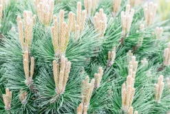 Pinus nigra 'Pierrick Brégeon' (Pijnboom 'Pierrick Brégeon')