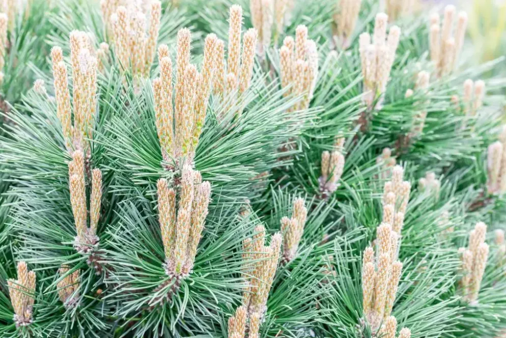 Pinus nigra 'Pierrick Brégeon' (Pijnboom 'Pierrick Brégeon')