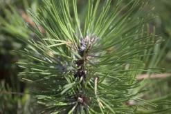 Pinus nigra (Zwarte den)