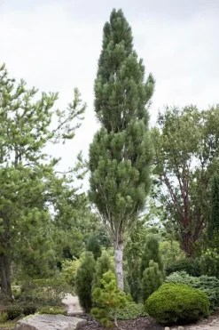 Pinus nigra (Zwarte den)