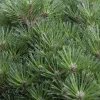 Pinus nigra (Zwarte den)