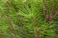 Pinus nigra (Zwarte den)