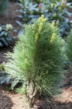 Pinus nigra (Zwarte den)