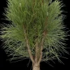 Pinus nigra (Zwarte den)