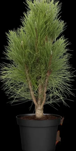 Pinus nigra (Zwarte den)