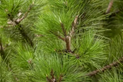 Pinus nigra (Zwarte den)