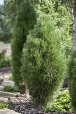 Pinus nigra (Zwarte den)