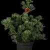 Pinus parviflora 'Negishi' (Japanse witte den 'Negishi')