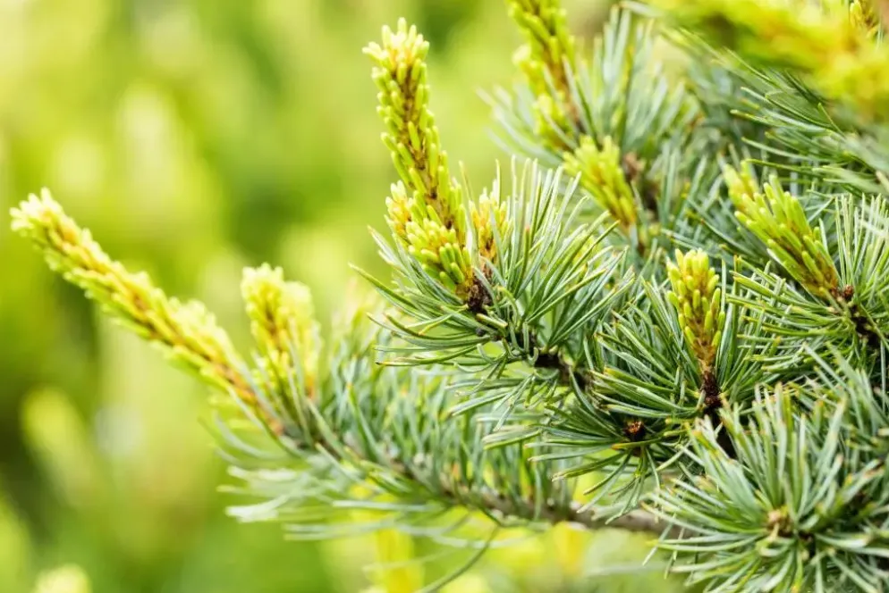 Pinus parviflora 'Negishi' (Japanse witte den 'Negishi')
