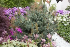 Pinus parviflora 'Negishi' (Japanse witte den 'Negishi')
