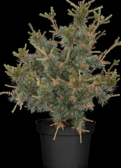 Pinus parviflora 'Negishi' (Japanse witte den 'Negishi')