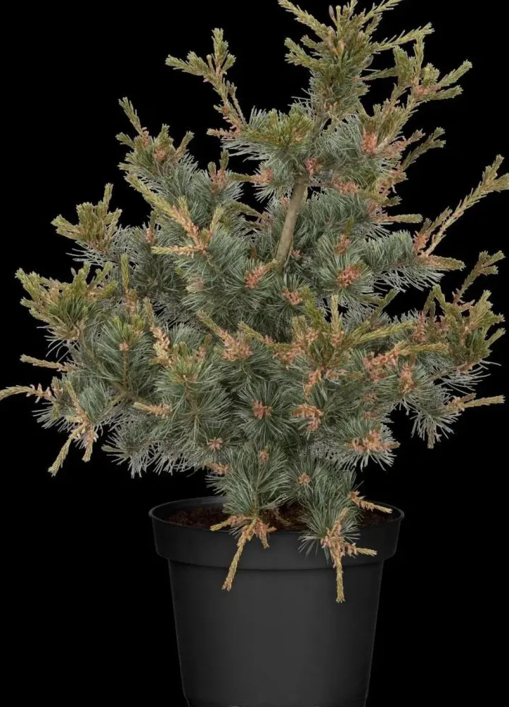 Pinus parviflora 'Negishi' (Japanse witte den 'Negishi')