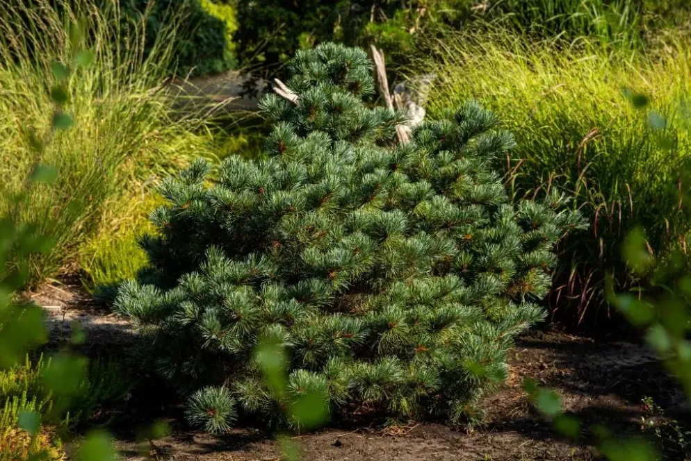 Pinus parviflora 'Negishi' (Japanse witte den 'Negishi')