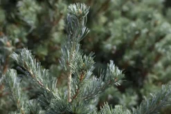 Pinus parviflora 'Negishi' (Japanse witte den 'Negishi')