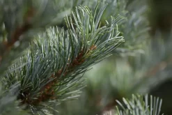 Pinus parviflora 'Negishi' (Japanse witte den 'Negishi')