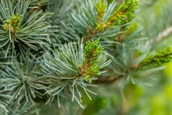 Pinus parviflora 'Negishi' (Japanse witte den 'Negishi')