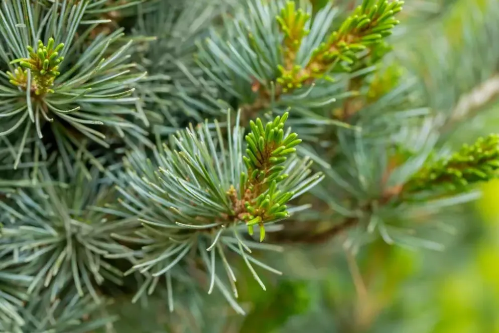 Pinus parviflora 'Negishi' (Japanse witte den 'Negishi')