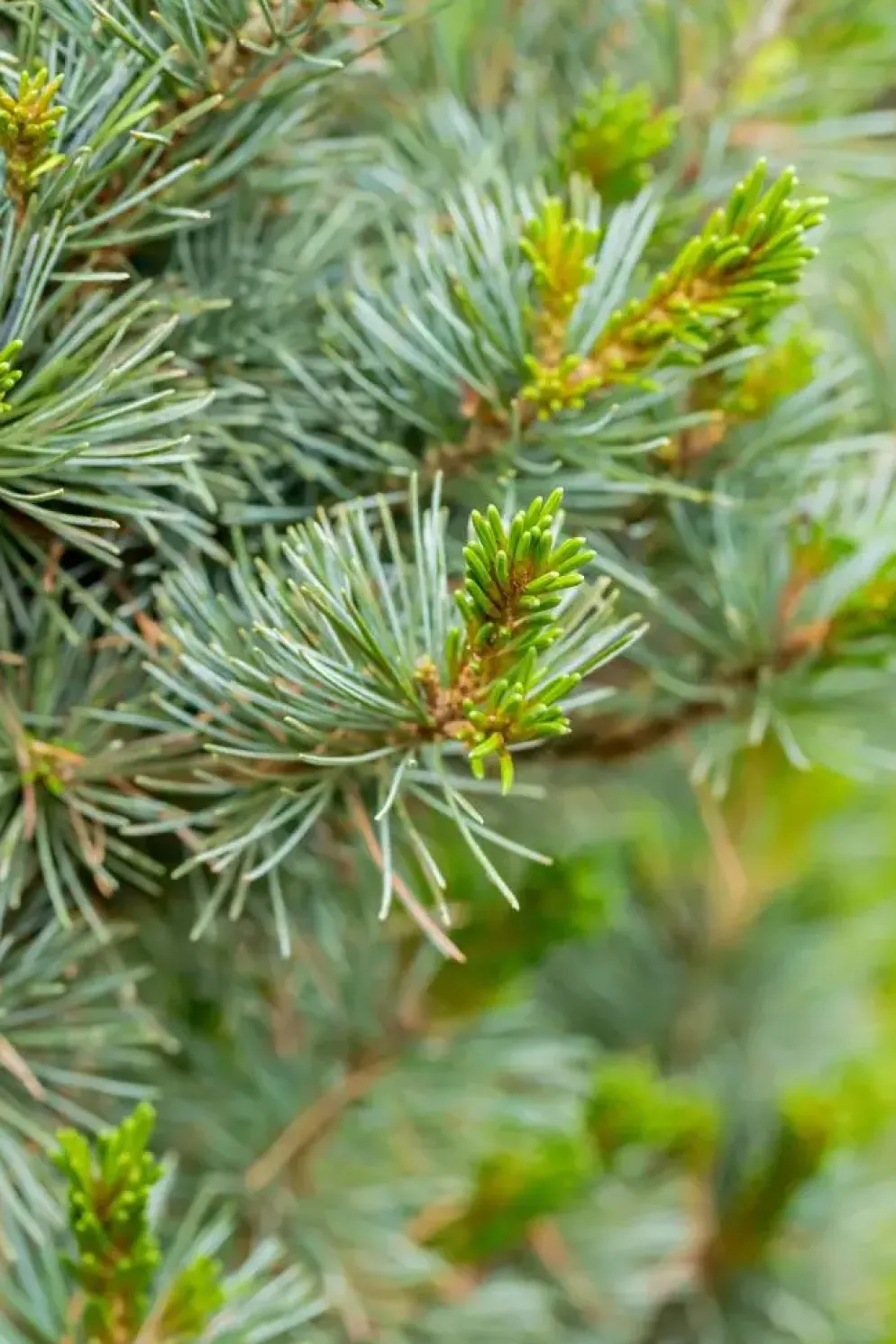 Pinus parviflora 'Negishi' (Japanse witte den 'Negishi')