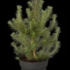 Pinus pinea (Pijnboom)
