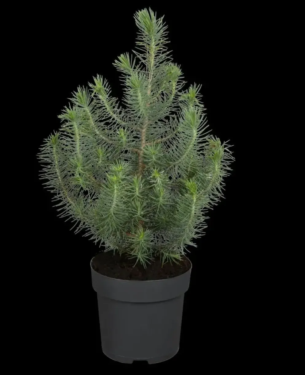 Pinus pinea (Pijnboom)