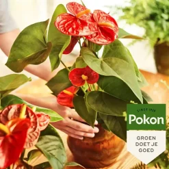 Pokon Anthurium Voeding 250ml