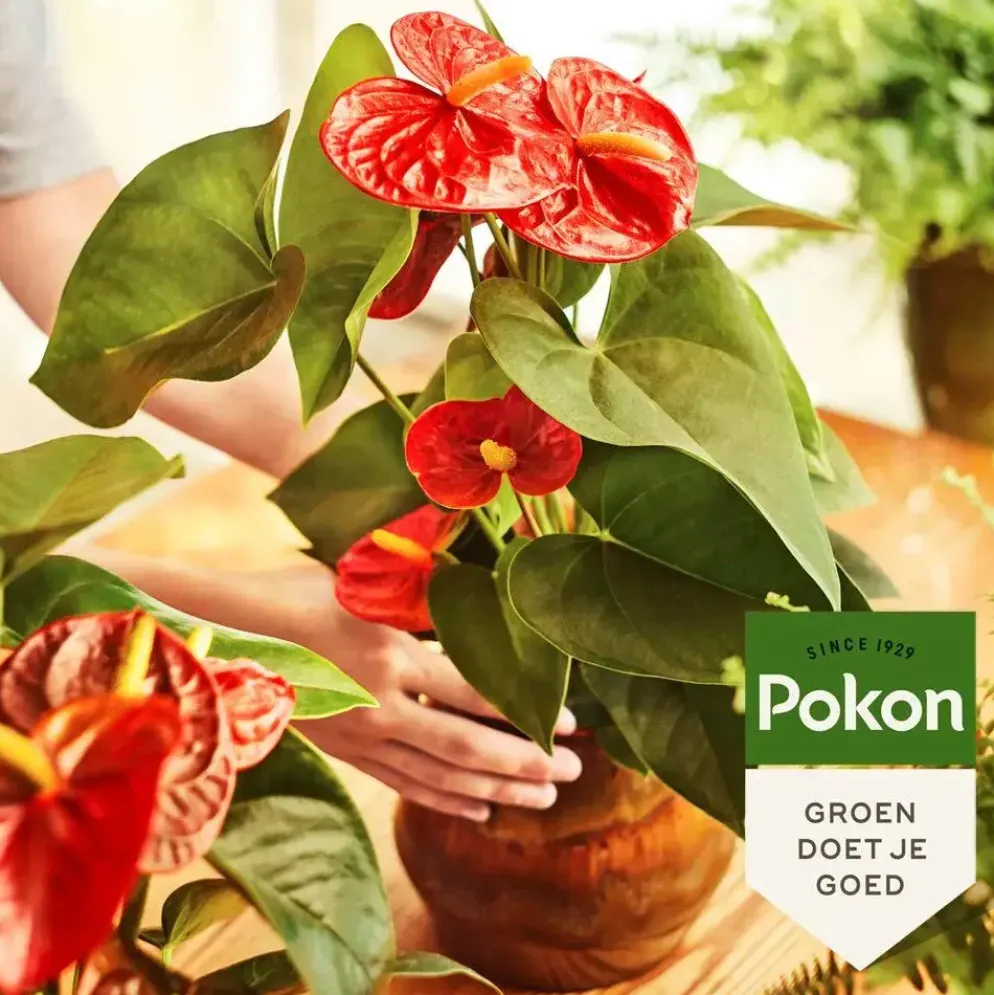 Pokon Anthurium Voeding 250ml
