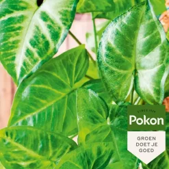 Pokon Bladglans 250ml