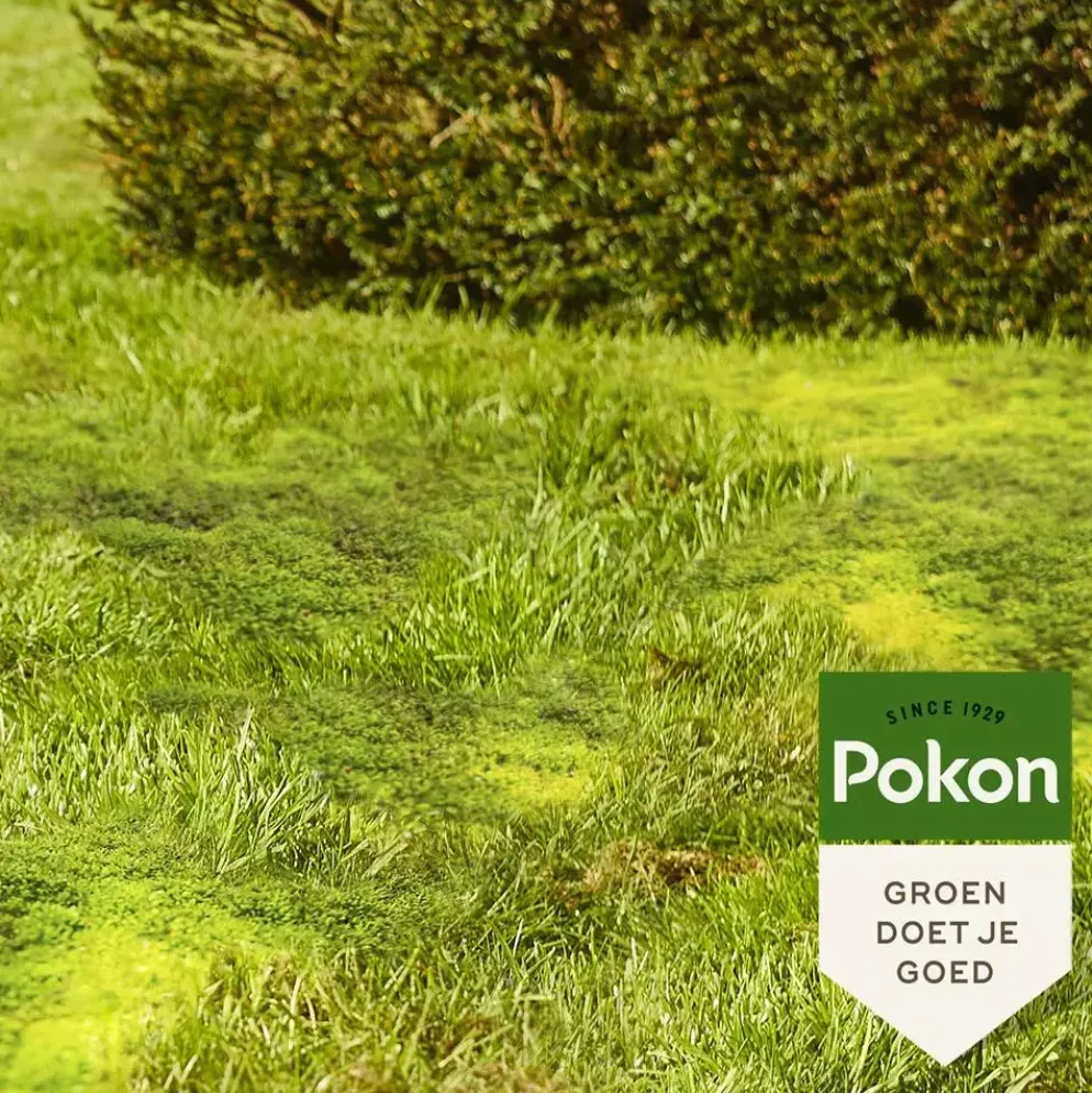 Pokon Mos Weg! 875gr voor 25m²