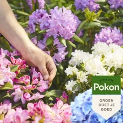Pokon Rhododendron, Hortensia & Azalea Mest 2,5kg