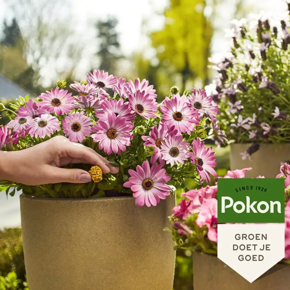 Pokon Terras & Balkon Planten Voedingskorrels 800g