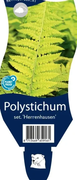 Polystichum setiferum 'Herrenhausen' (Naaldvaren)
