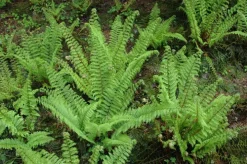 Polystichum setiferum 'Herrenhausen' (Naaldvaren)