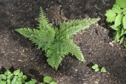 Polystichum setiferum 'Herrenhausen' (Naaldvaren)