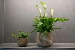 Pot Jelmer Mint Ø20×17 cm
