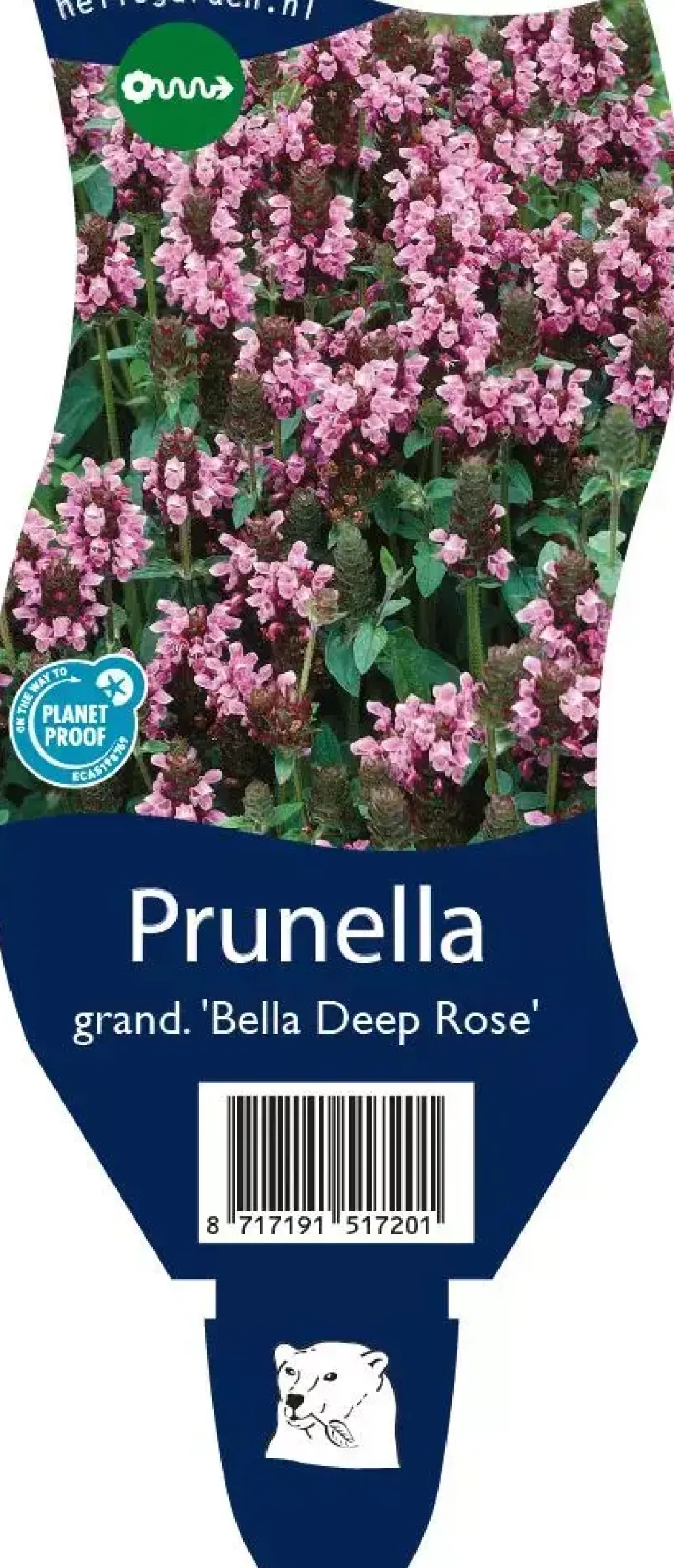 Prunella grandiflora 'Bella Deep Rose' (Grote Brunel)