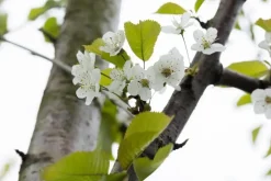 Prunus avium 'Donissens Gold' (Kers) fruitplant 160cm