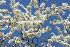 Prunus avium 'Donissens Gold' (Kers) fruitplant 160cm