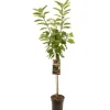 Prunus avium 'Sunburst' (Kers) fruitplant 230cm