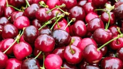 Prunus avium 'Sunburst' (Kers) fruitplant 230cm