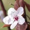 Prunus cerasifera (Kerspruim)