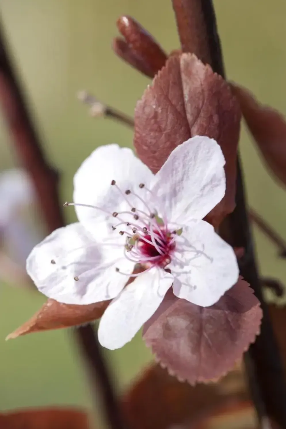 Prunus cerasifera (Kerspruim)