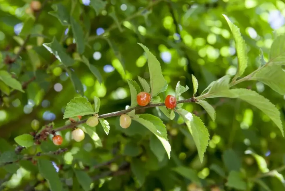 Prunus cerasifera (Kerspruim)
