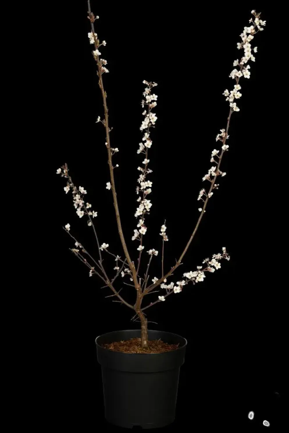 Prunus cerasifera (Kerspruim)