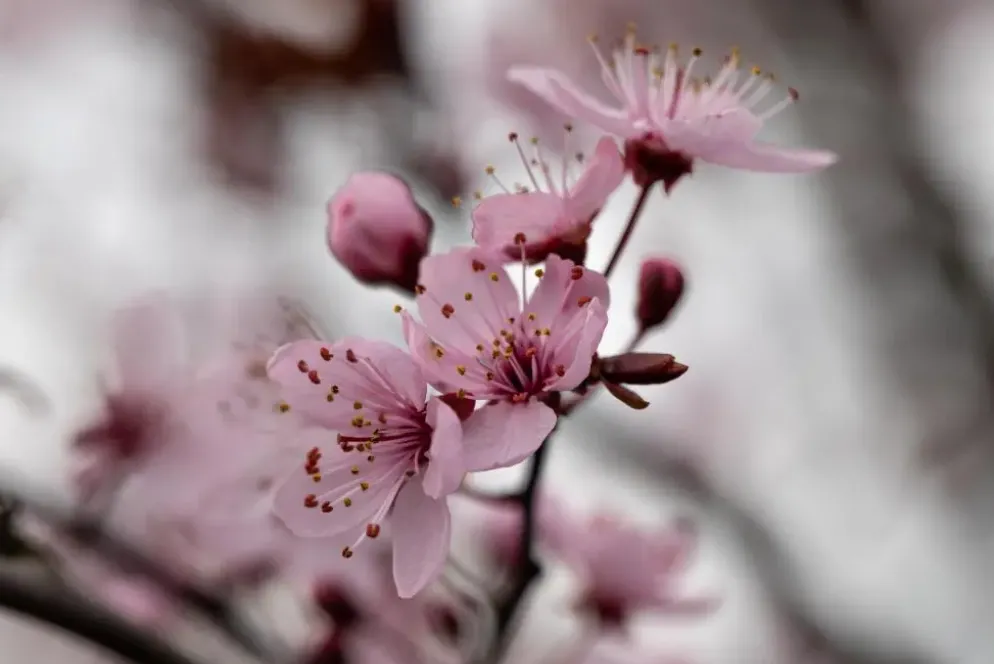 Prunus cerasifera 'Nigra' (Kerspruim 'Nigra')