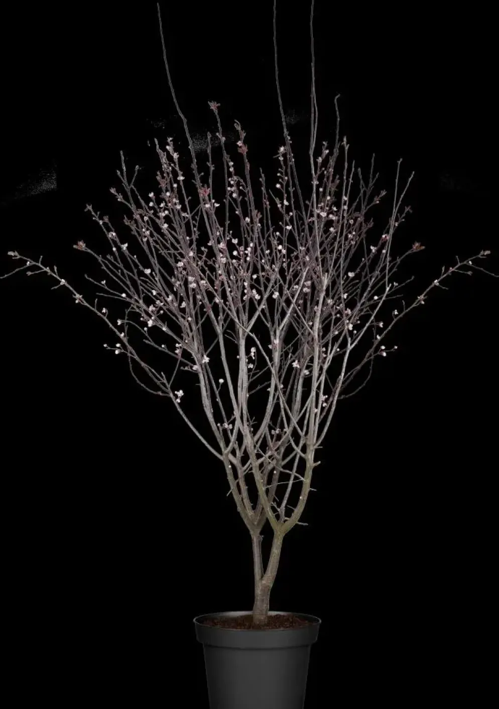 Prunus cerasifera 'Nigra' (Kerspruim 'Nigra')