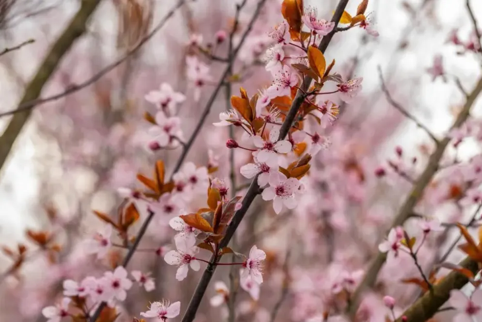 Prunus cerasifera 'Nigra' (Kerspruim 'Nigra')