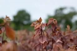 Prunus cerasifera 'Nigra' (Kerspruim 'Nigra')