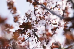 Prunus cerasifera 'Nigra' (Kerspruim 'Nigra')